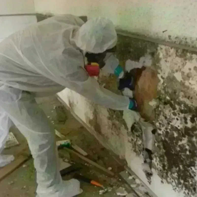 Mold Remediation and Removal in Citrus, CA